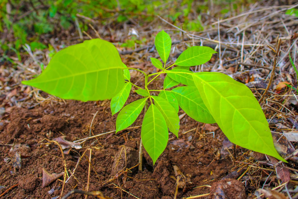 vero1alcaldesa's tweet photo. #Reforestemos | Ayudemos al medio ambiente. https://t.co/rjHeoPqVnc
