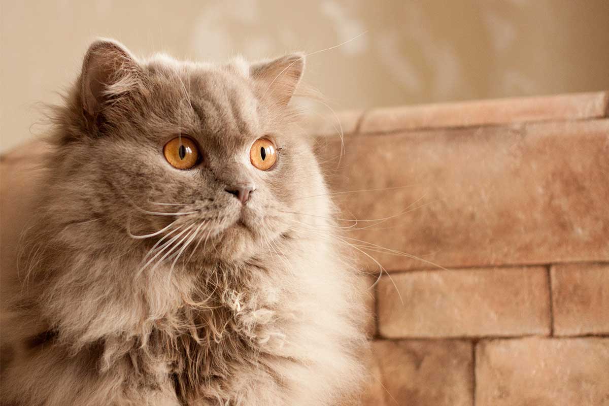 Advanced Cat Grooming: Taming The Longhair’s Locks  ow.ly/fKBT50Oz41r
.
.
.
.
#pets #dtvet #donnertruckeepethospital #vets #vet #veterinariantechnician #veterinarians #cats #housepets #furryfriends #furbabies #furbaby #kittens #cat #lovemycats #lovemypets ##catgrooming