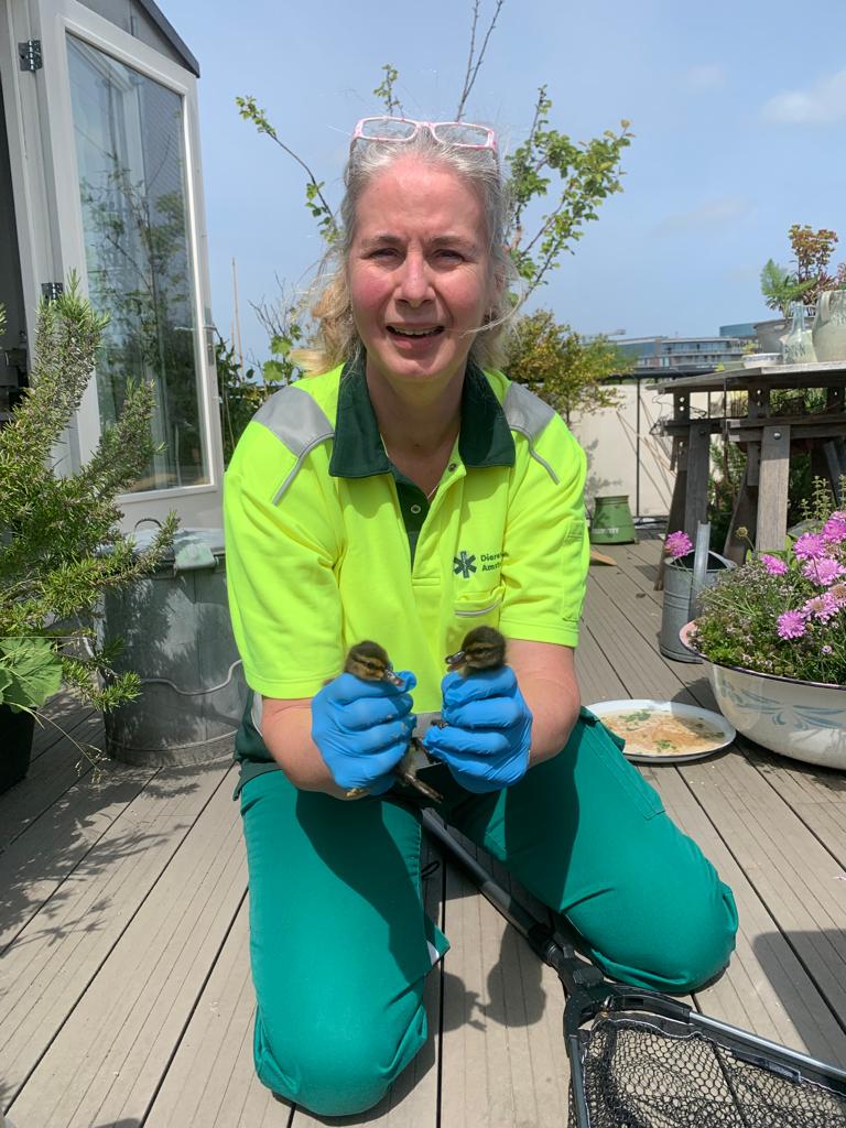 Zonder hoogtevrees
Moeder eend had haar nest gebouwd op een dakterras #Herengracht Negen pulletjes vonden het wel luxe om daar te wonen op 5 hoog! Mams kunnen vangen en pulletjes lieten zich ook makkelijk pakken. Toen naar het #Flevopark om te genieten van water, riet en elkaar