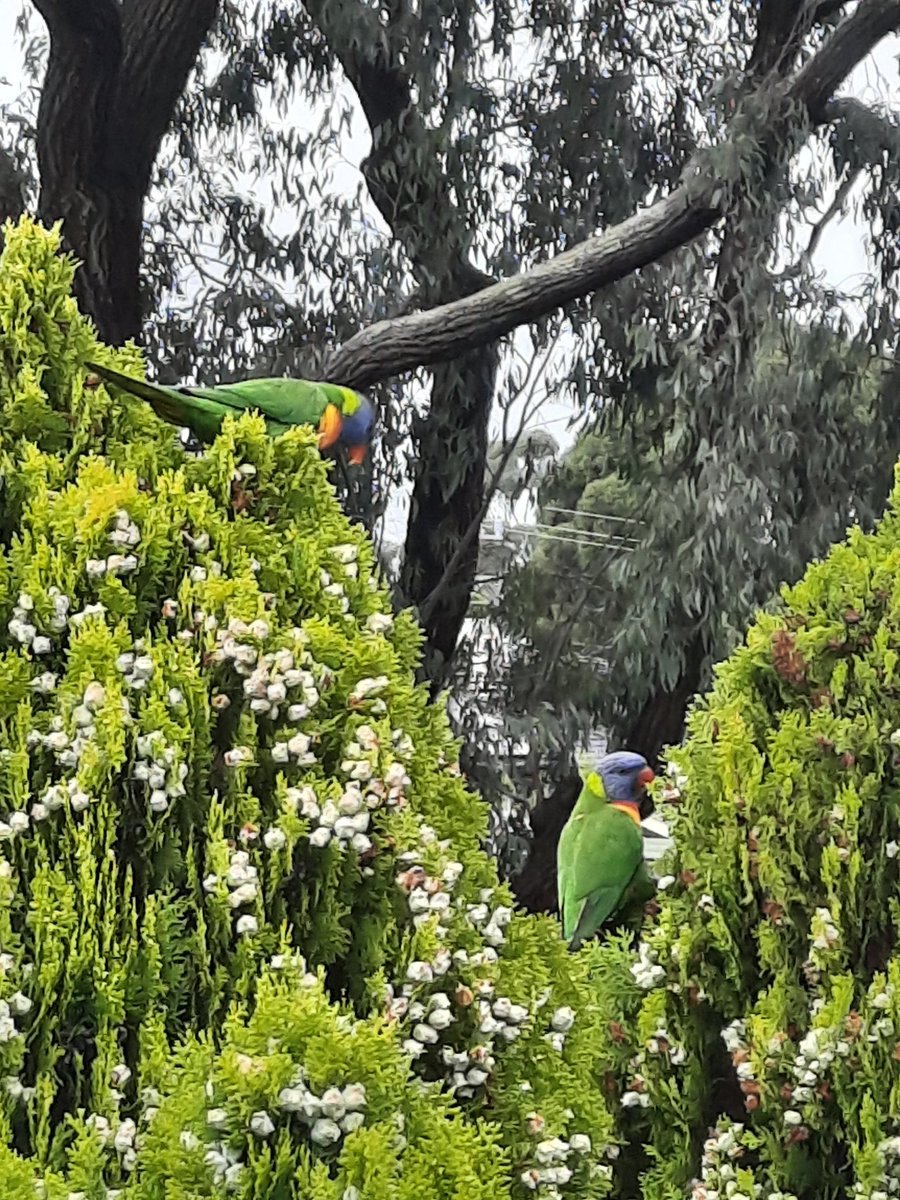 Best couple on my tree this morning.
今朝、庭の木に可愛いカップルがとまってました♥️
 #鳥  #メルボルン  #庭の木  #bestcouple