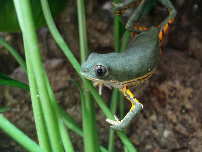 「frog plant」 illustration images(Latest)