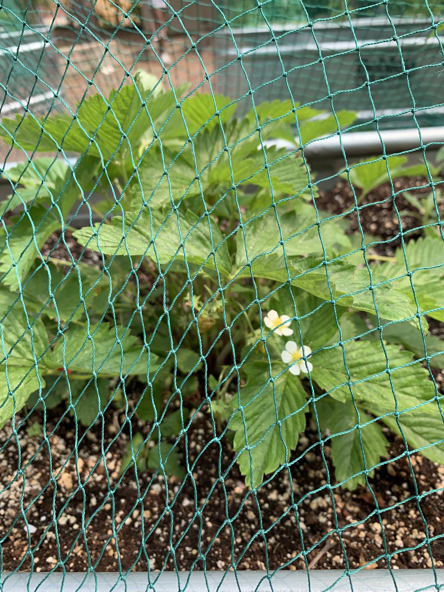 Look at what is beginning to grow in our outdoor garden #IndigenousHistoryMonth @HowardJrPS @DebbieDonsky @DebbieKingPHP