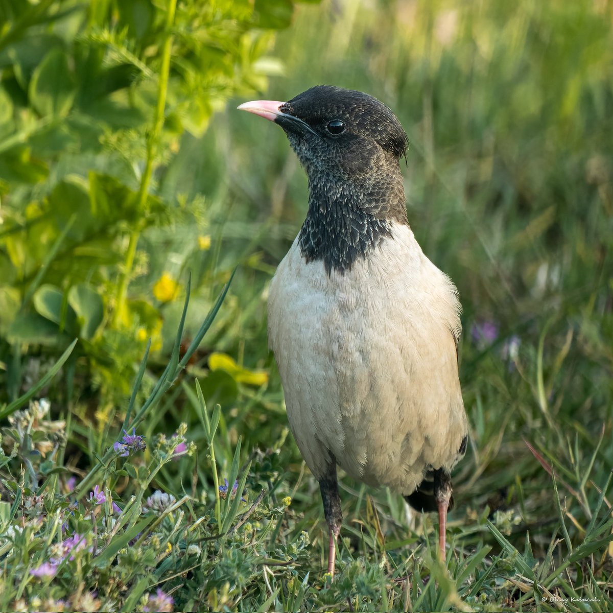 Rosy Starling
Ala Sığırcık
#hangitür #birdphotography #wildlifephotography