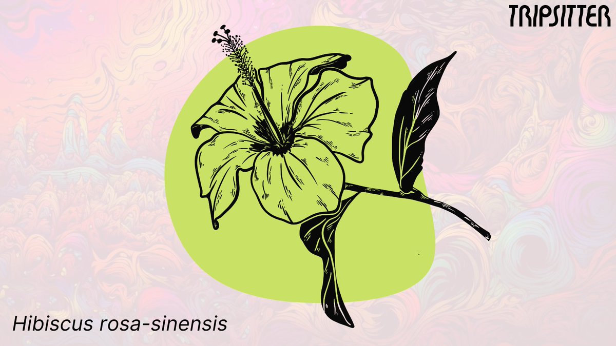 Tripsitter on Twitter "8. Hibiscus (Hibiscus rosasinensis) The