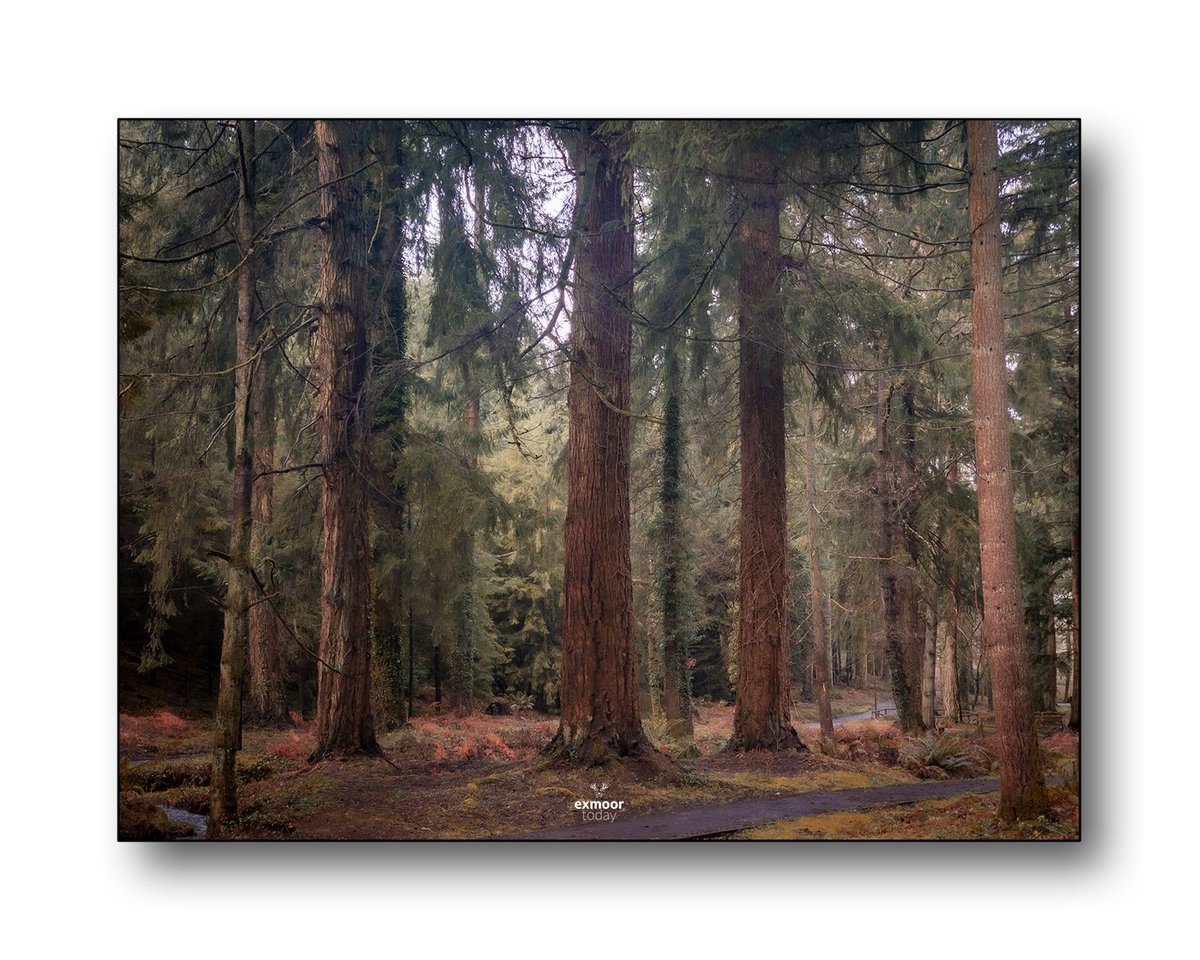 The mystery of the tallest trees in the United Kingdom, which are located within the heart of the Exmoor National Park

Click to go large - exmoor.today/20230605

#exmoor #talltrees