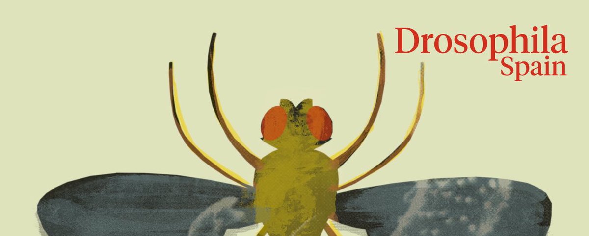 Welcome to the new account of the community of Spanish #Drosophila researchers @DrosoSpain . Stay tuned for all the upcoming news and plenty of fly news!