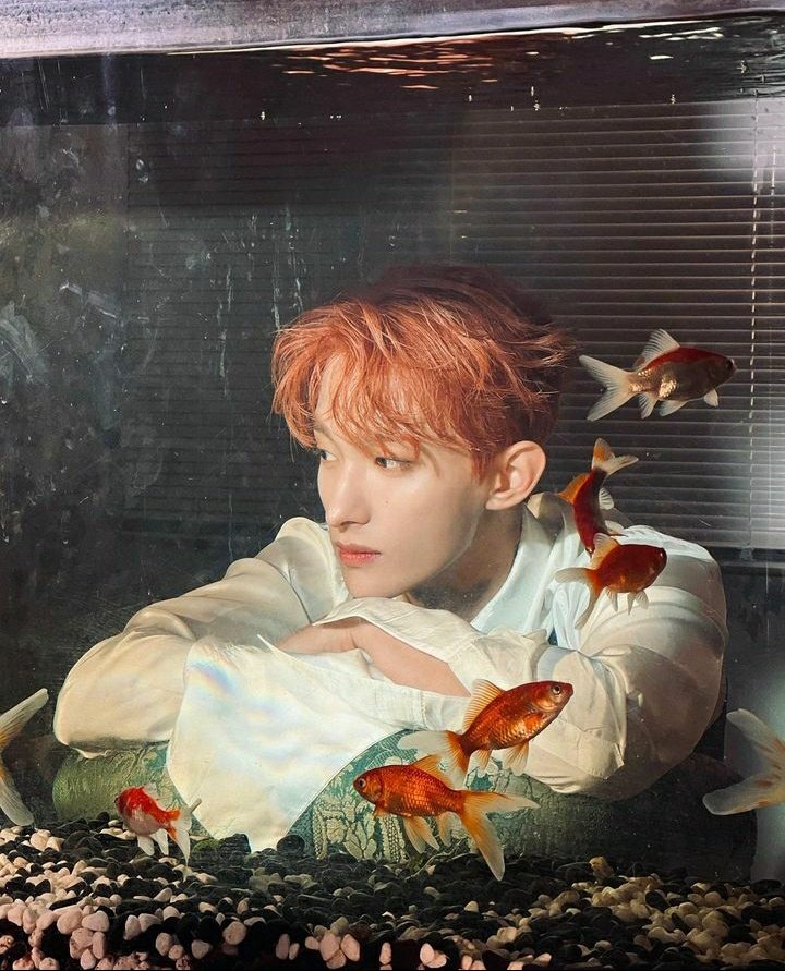 Oh i KNOW they gave those goldfish a specific choreography for this shot like i know they discussed blocking and formation bec theres no way in hell they just end up framing him like this for this shot