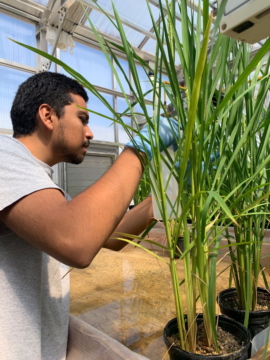 LSU Phytobacteriology Lab tweet media