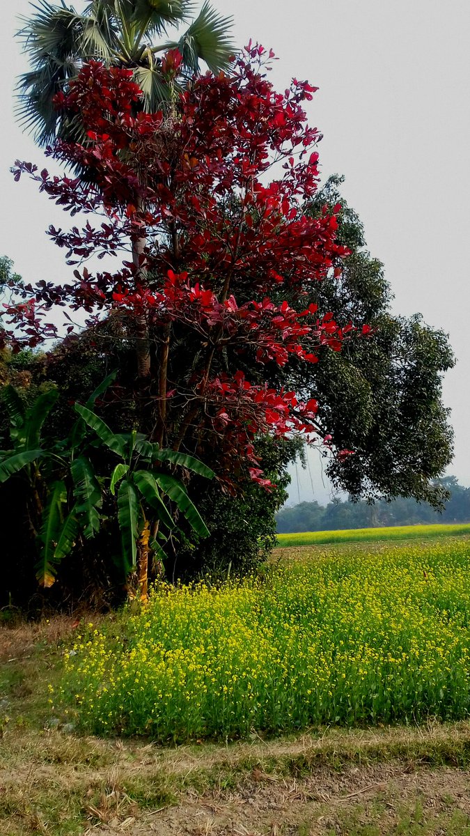 IndraLeftist's tweet photo. বিশ্ব পরিবেশ দিবসে এই ছবিটাই থাক। https://t.co/qizTCrIq4B