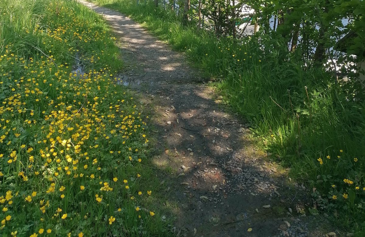 BoysLinn's tweet photo. It's so nice to go on walks when everything is in bloom 🌳🌷🌼🌻🌳
#3rdWalkOfJune #9000Steps https://t.co/yKw65ipBCN