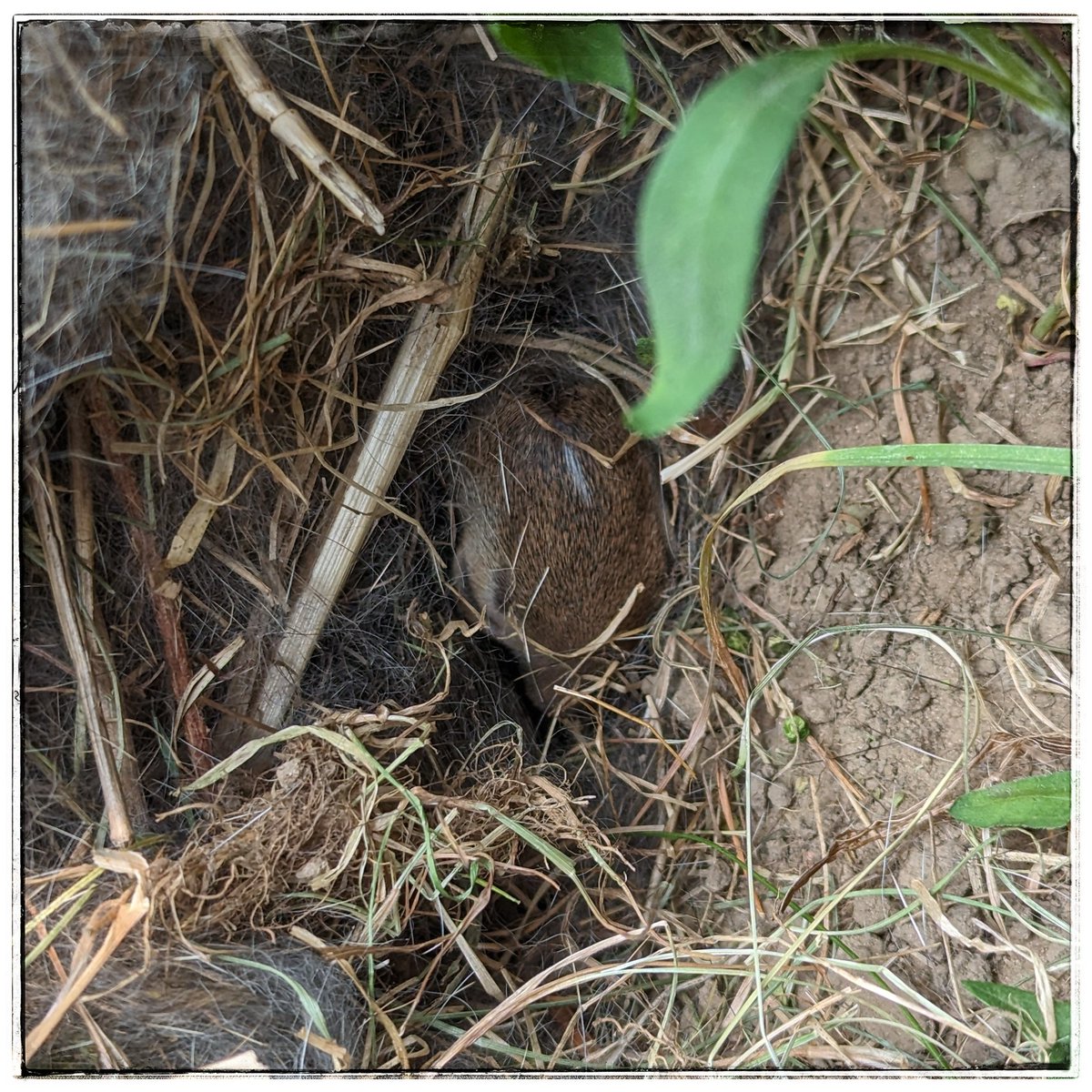 Amie(our dog) has been sniffing around a truck rim that had been used for a fire pit. Found 2 little baby bunnies and have no idea how many there are. I moved back everything and will let them sleep. 

#rabbit #BabyBunnies #gardening #RandomFinds #HappyMonday #OldSouth #Ldnont
