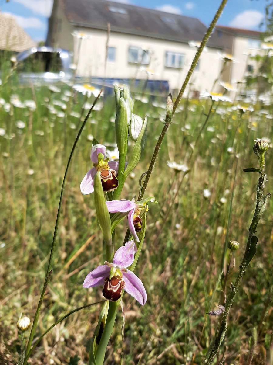 BOB ILES tweet media