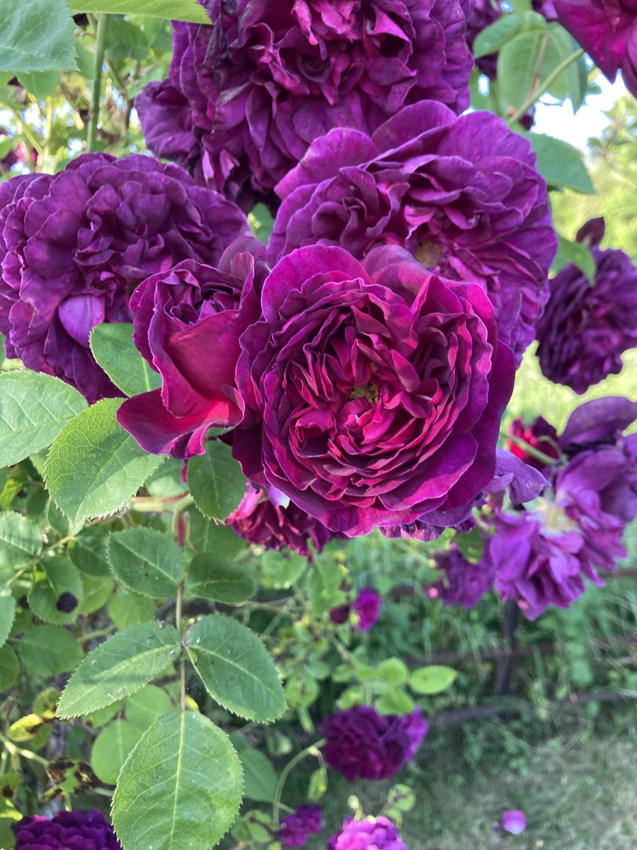 katespatch's tweet photo. I wish I knew the name of this wonderful Rose we inherited! Fragrance repeat flowering what’s not to like! ❤️ https://t.co/otuPgFxsPx