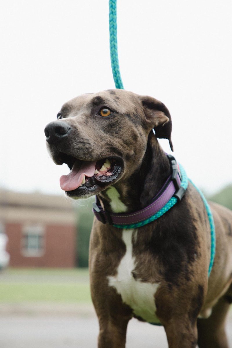 “Every dog must have his day” -Jonathan Swift, but also us #AdoptDontShop #LoveAShelterPet #LoveHarder

📸 Jess Williams