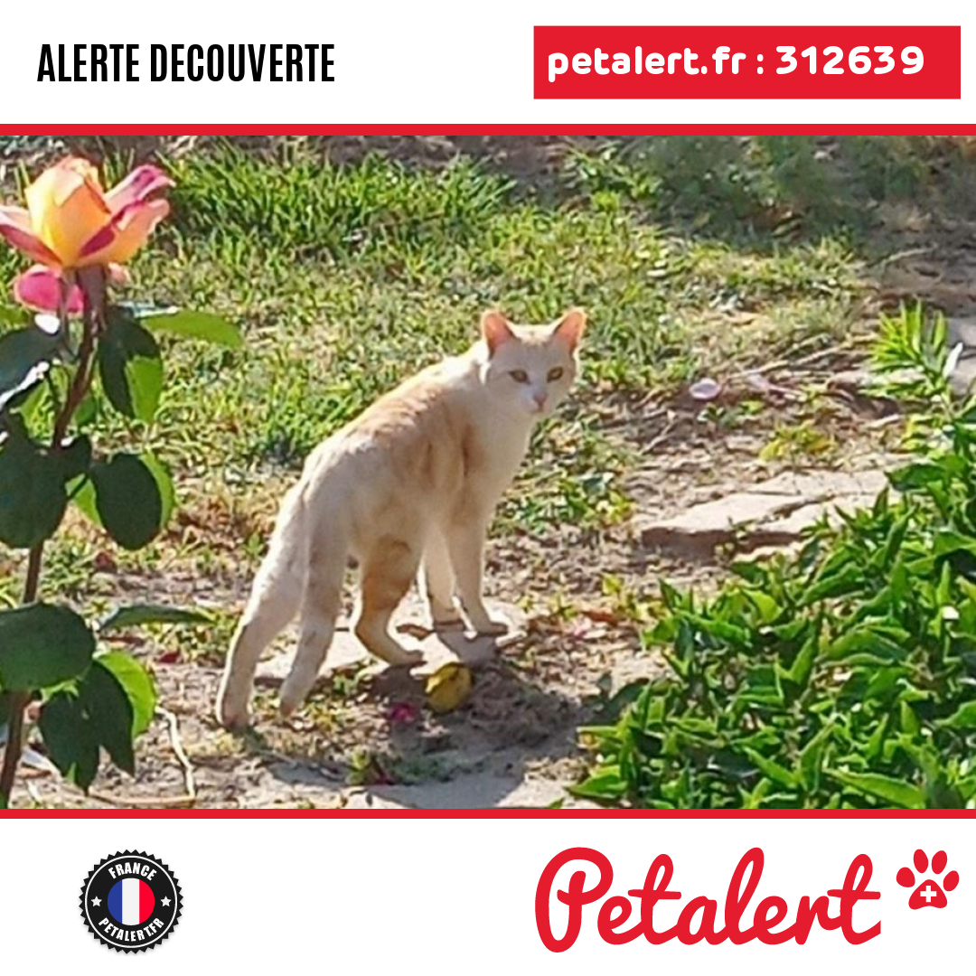petalert_france's tweet photo. Trouvé #Chat #LoirEtCher #Freteval #Petalert #PetAlert41 / https://t.co/uLp4HhHz24 https://t.co/ur0jnPTgG1