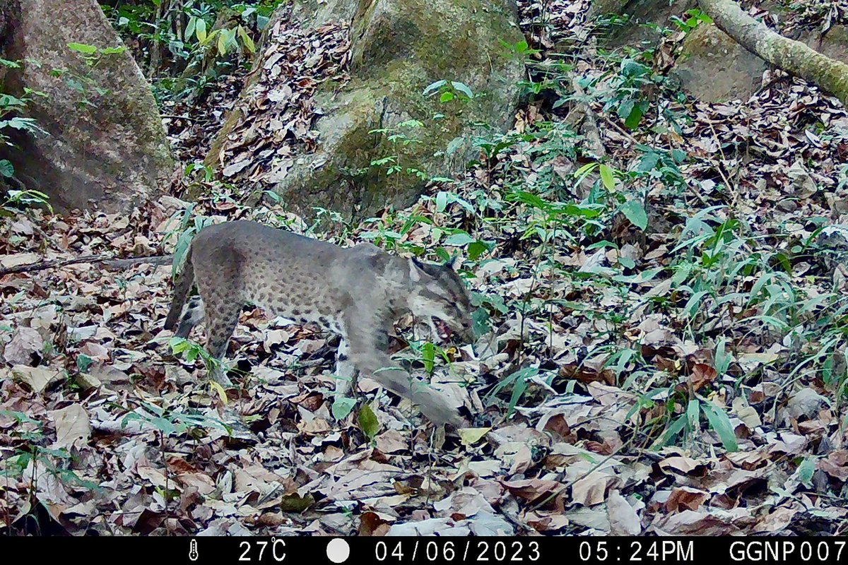 On #WorldEnvironmentDay2023, One of the species we are excited to see on our camera traps is the African Golden Cat, considered "vulnerable" due to deforestation &amp; bushmeat hunting. Little is known about them as they are elusive however they are known to be impressive predators.
