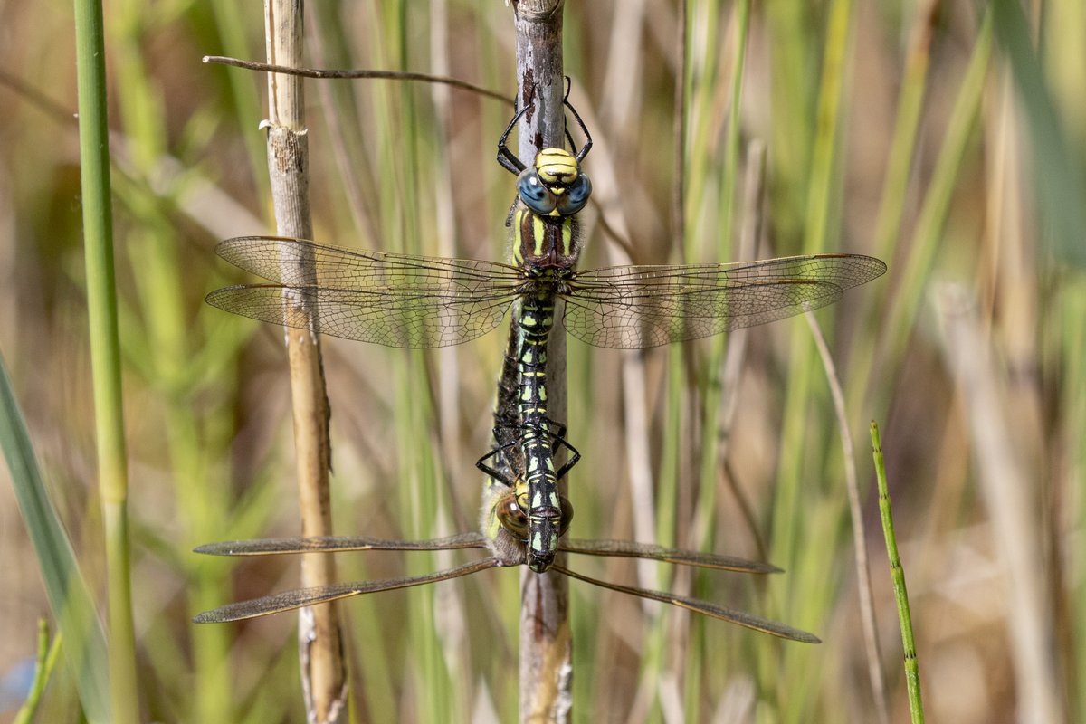 A pair of Hairy Dragonfly in cop at Lower Moor Farm in Wiltshire. The first time I have seen this at this reserve <a href="/BDSdragonflies/">British Dragonfly Society</a> <a href="/CWPBirds/">CWP Birds</a> <a href="/cwpbirder/">Jonathan Mercer</a> @BenCWP <a href="/WiltsWildlife/">Wilts Wildlife Trust</a> <a href="/BBCSpringwatch/">BBC Springwatch</a> #springwatch