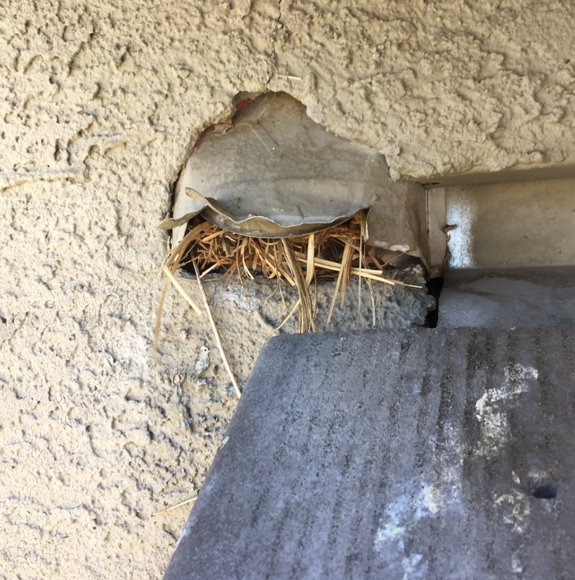 PSA: This is not how your dryer vent should terminate, AND it has a bird nest. Both are huge fire hazards! If you see this give us a call...we can help with that!

#hireapro #hireanexpert #dryerventcleaning #NJ #NY #Nymetro #NorthernNJ #protectyourhome #protectyourproperty