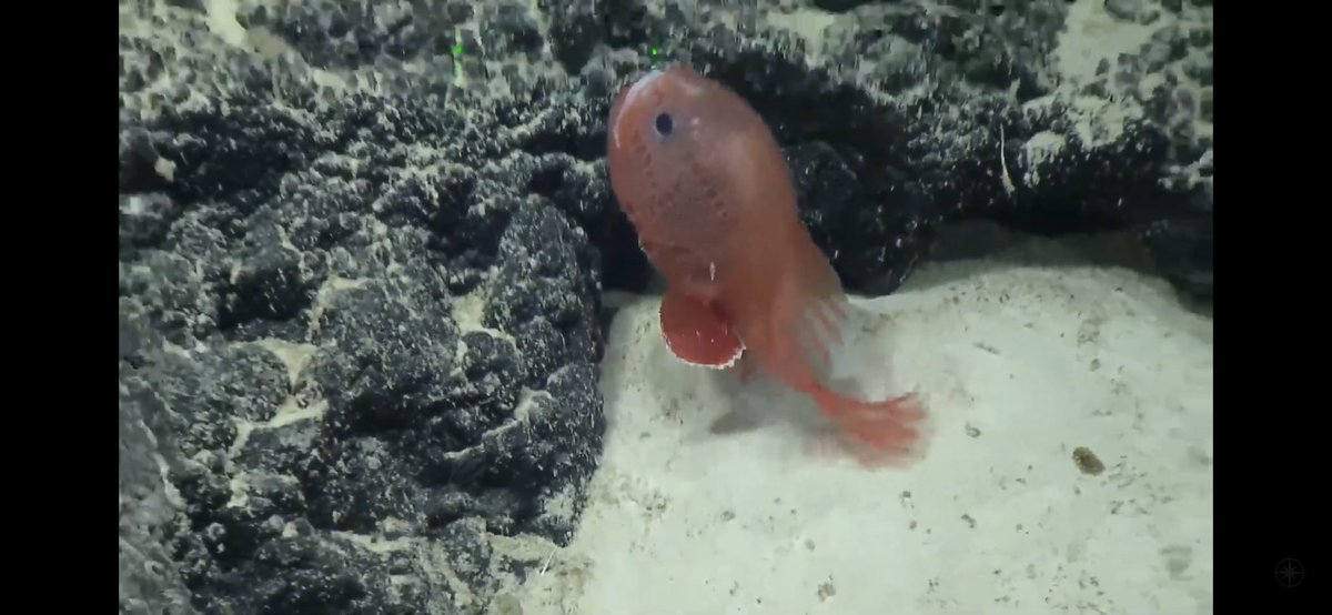 Veronica - @LeapinLemurs83.bsky.social (@leapinlemurs83) on Twitter photo CHAUNOCOPS!!🥰😍 They are just the cutest little anglerfish! 50 miles N of Kingman Reef <a href="/EVNautilus/">E/V Nautilus</a> #NautilusLive #PRIMNM CHAUNOCOPS!!🥰😍 They are just the cutest little anglerfish! 50 miles N of Kingman Reef <a href="/EVNautilus/">E/V Nautilus</a> #NautilusLive #PRIMNM