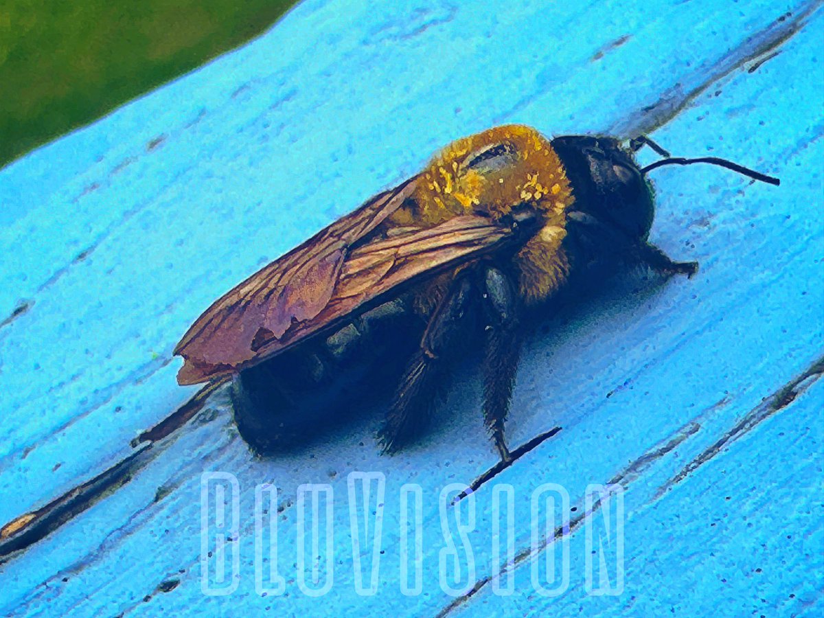 BluVisions's tweet photo. Pollen Coated …. Shout out to the bumblebees trying their hardest to keep Mother Nature balanced for us!!! 👏🏽👏🏽💙💯 #bumblebee #pollen #beepic #buzz #naturelovers #naturephotography #mothernature #summer #pollenators #bluvision #bluvisionphotography #dmv #dc #maryland https://t.co/3lk0q4jOYA
