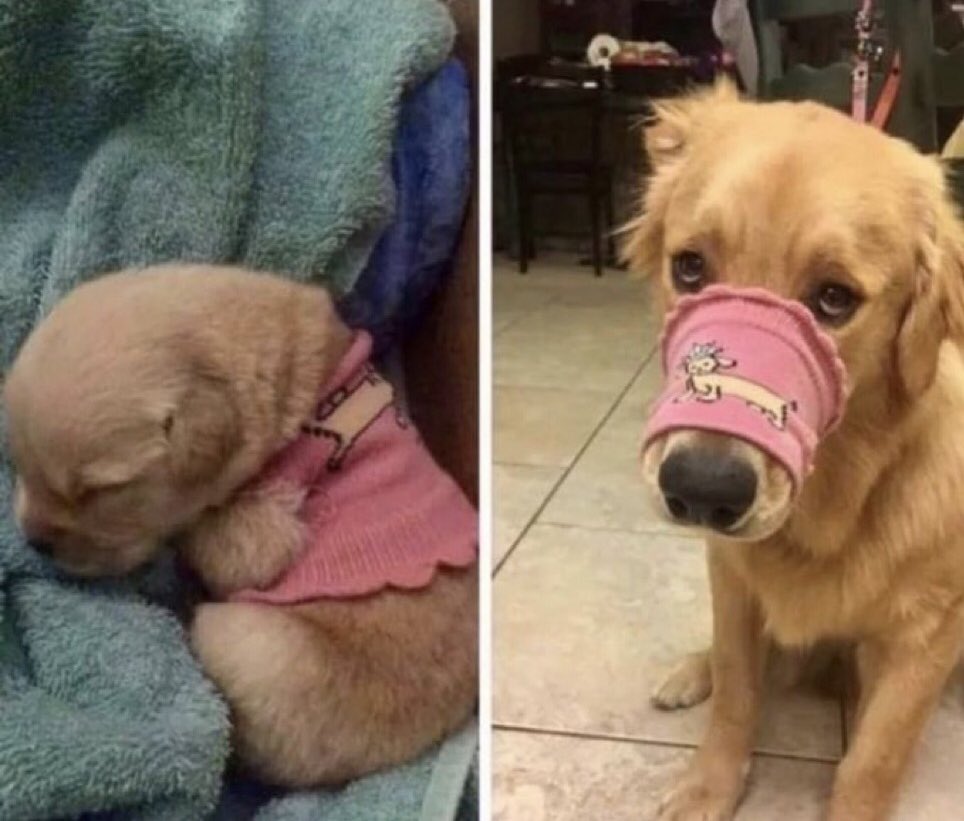 takemybear 🐶 tweet media