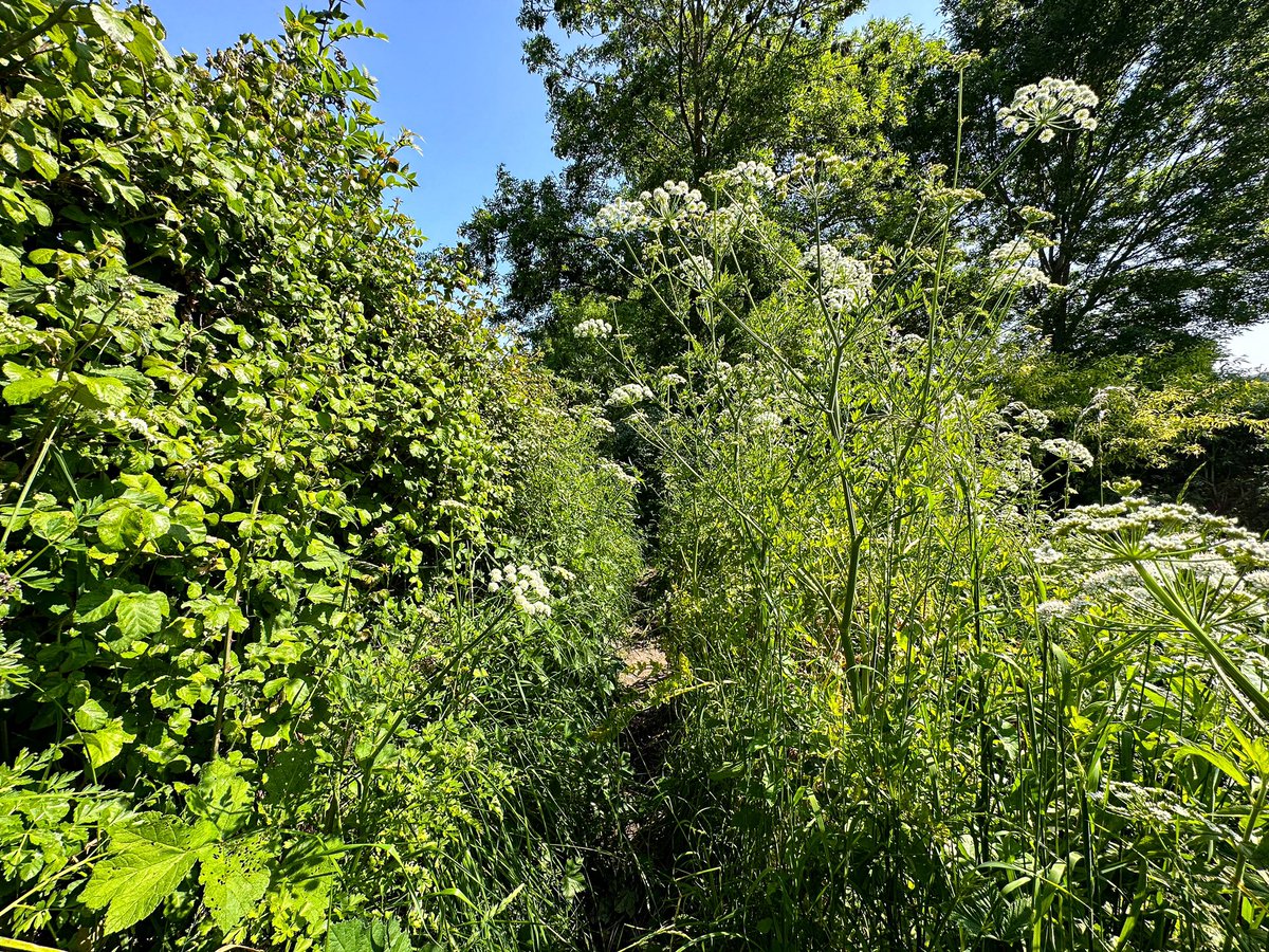 LittleJoeRunner's tweet image. Another part of the country I’ve never explored before until today, Eastleigh. I found a cracking trail route, some of it a bit overgrown resulting in lots of nettle stings, but great run nonetheless.
