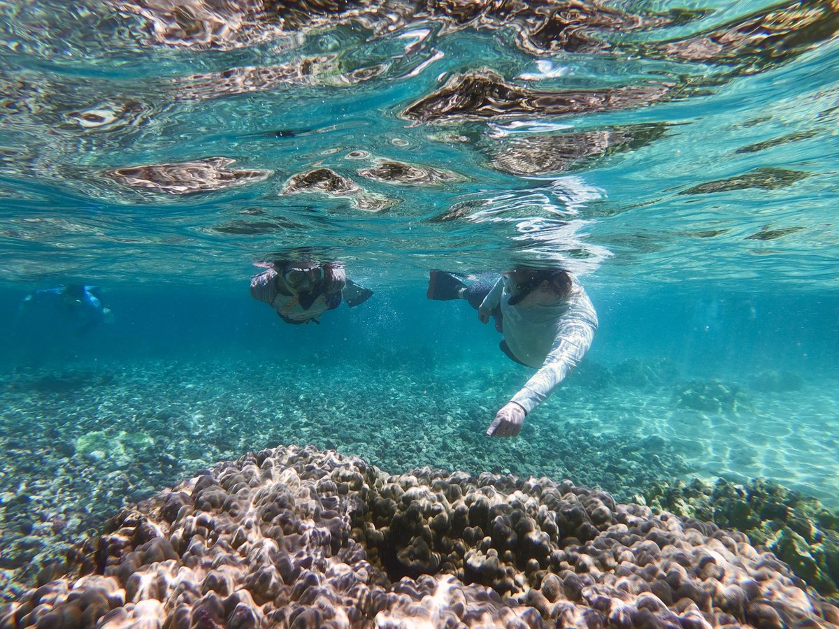 asunews's tweet photo. Dive into #NationalOceanMonth by learning about what humans can do to help keep #coralreefs resilient and thriving. 🪸 An #ASUExpert is studying innovative methods, including how communities can relieve impacts of global stressors — read on: https://t.co/tlgCdDE389 https://t.co/bSmc1zVc64