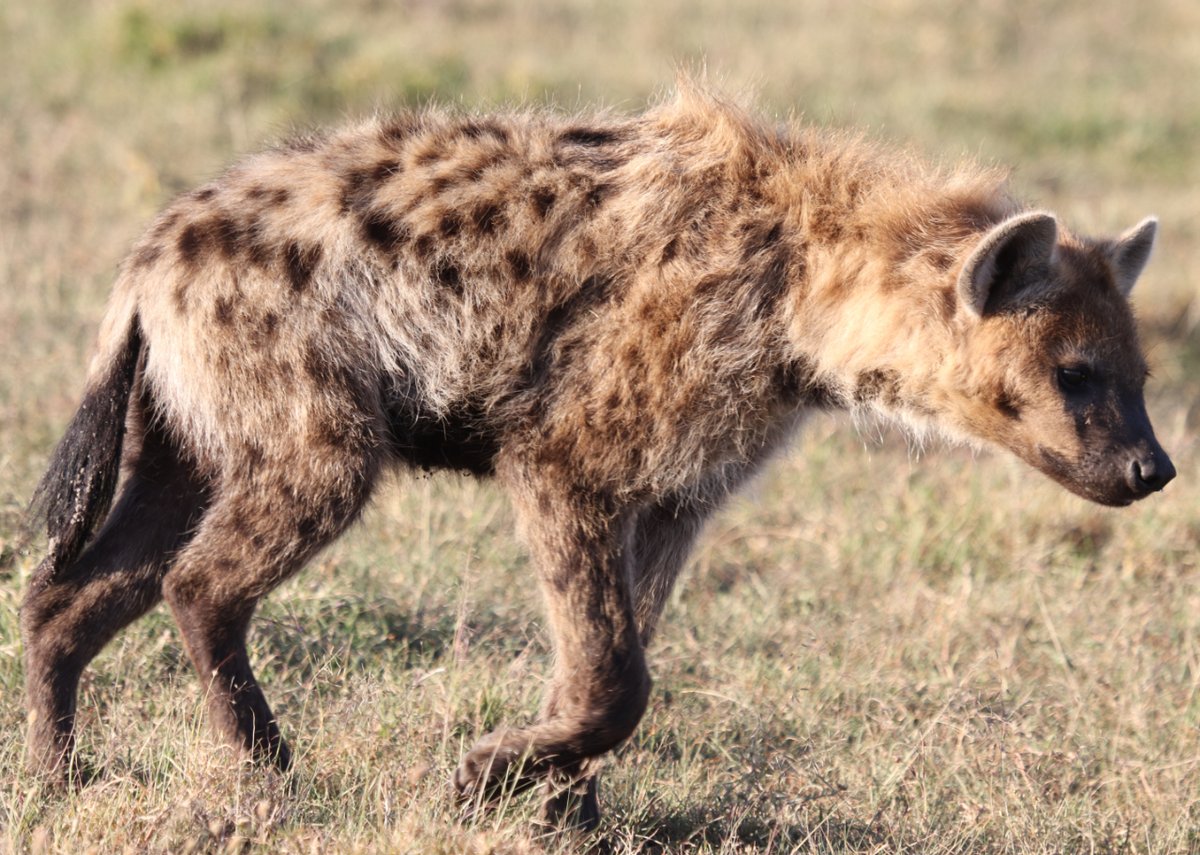 Spotted #Hyena #walking in #Savannah , Kenya
.
.
.
#SpottedHyena
#LaughingHyena
#HyenaWalk
#MasaiMara

#AfricanHyena
#WildHyena

#AfricanWildlife
#AfricaCarnivore
#AfricanSavannah
#Safari
#KenyaWildlife
#KenyaCarnivore

#WildlifePhoto #WildAnimal #WildlifeHabitat #AnimalEnglish