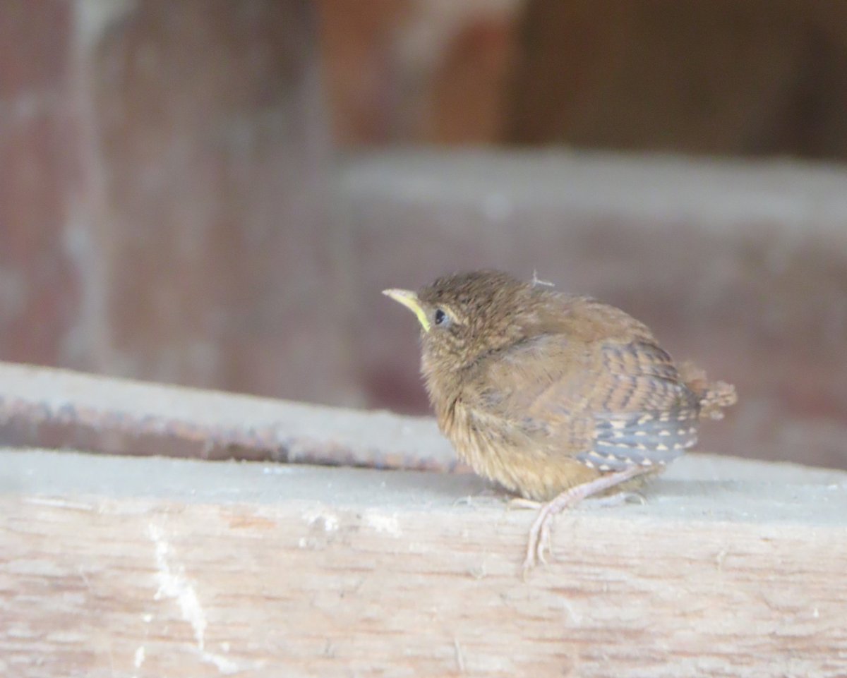 greenbeltsal's tweet photo. #Wrens have #fledged @Farmland_Nature
Hope they keep up high, there's a fox family about, kestrel nesting too nearby.
Many hazards to negotiate 🤞
@BBCSpringwatch @michaelastracha
@ChrisGPackham https://t.co/l0eV62jev6