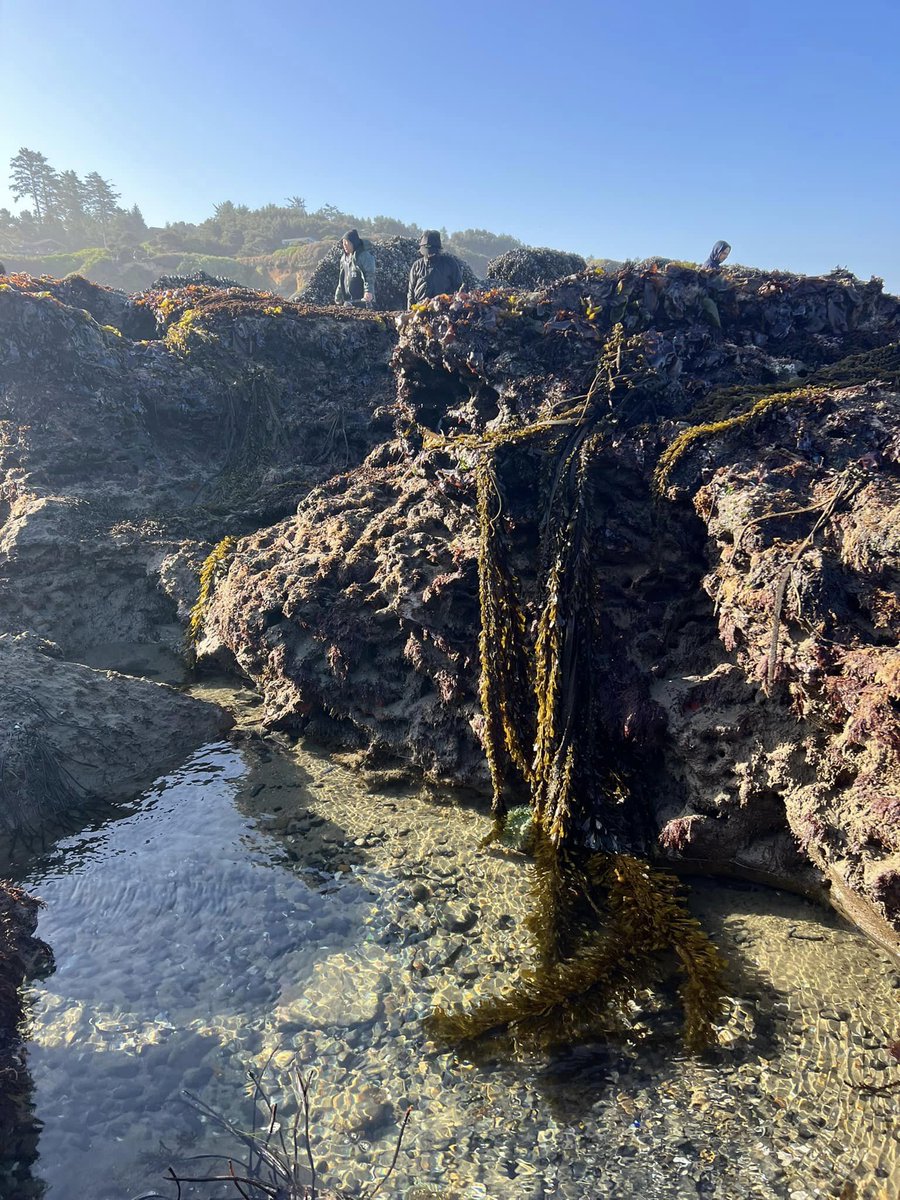 We had an incredible morning yesterday with Shifting Tides NW, learning about the plentiful marine algae 🌱🌊(aka #seaweeds) on the #OregonCoast! 

#SealRock #Newport #seaweed #algae #ocean #tidepools #Oregon #marinescience