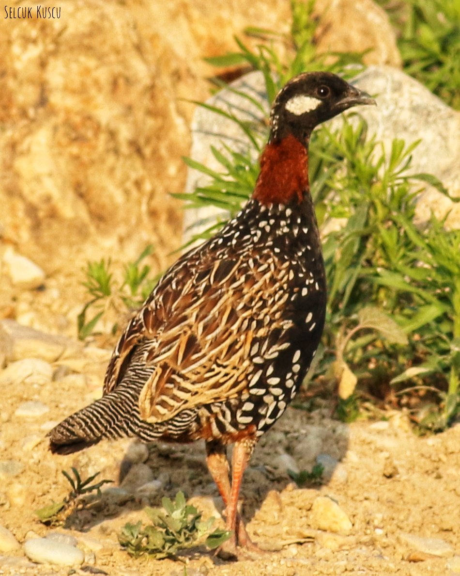 Eee gelsin artık gizemli kuşumuz...🥰

#turaç #selcuk_kuscu_birds #KahramanmaraşKuşları