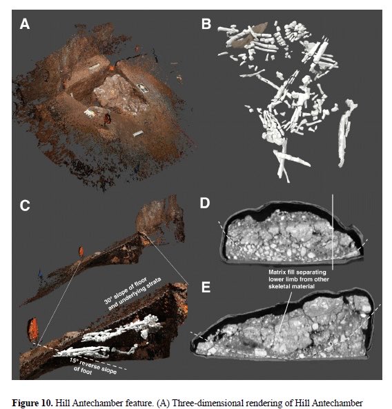 ChrisStringer65's tweet photo. My thoughts on the #Homonaledi preprints, just released https://t.co/Y2CR5TVJRB
