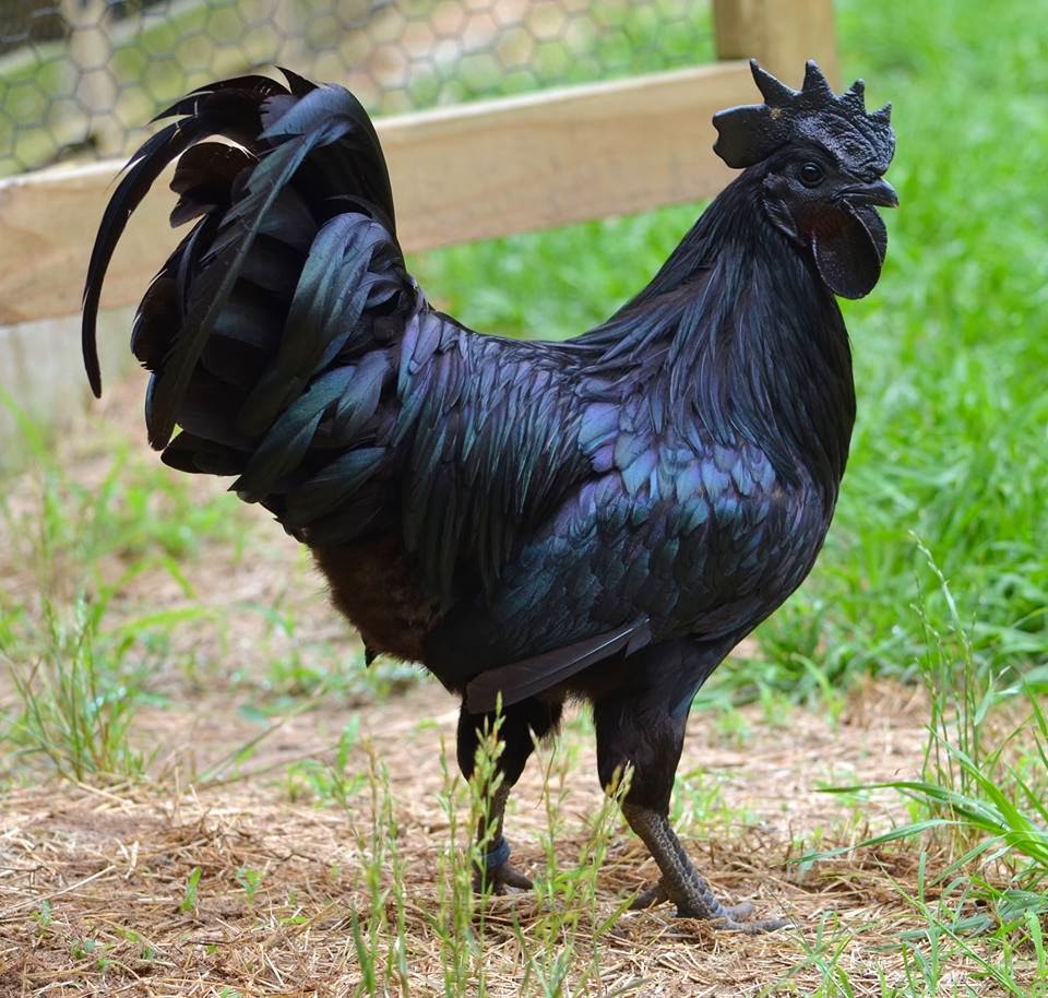 BLblog's tweet image. Top 11 Most Expensive Chickens in the World
Check them here: bit.ly/45OTRg8

#mostexpensive #chickens #chickenbreeds