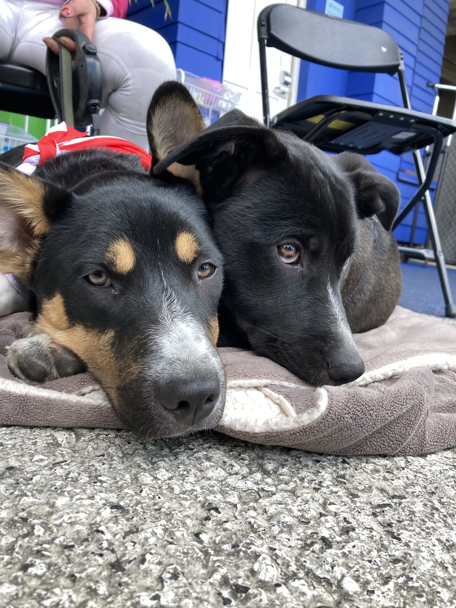 Willow appreciation post! 

Willow and her litter sibling visited the hub last week. H4A is a pet and people-friendly space!