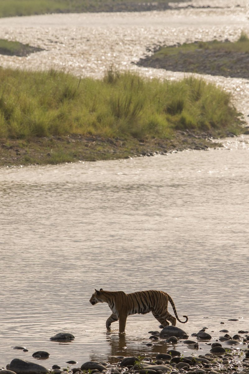 Swaroop Singha Roy tweet media