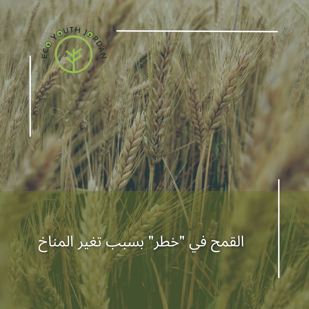 jordan_eco's tweet photo. أكدت دراسة حديثة لمجلة "علوم المناخ والغلاف الجوي" الأميركية، أن موجات الحر الشديد والجفاف، بسبب المناخ وتداعياته تهدد الإمدادات الغذائية العالمية مما قد يرفع الأسعار.

وفي تفاصيل الدراسة، قارن الباحثون بين قدرة التحمل الفسيولوجي للقمح الشتوي في نماذج مناخية مختلفة، وخلصوا https://t.co/1XGGftU7Hx