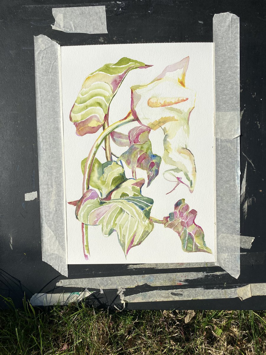 A glorious hour’s meditative watercolour drawing this evening at the #sculptorsdrawingspace . I went back to my lovely calla lily for inspo