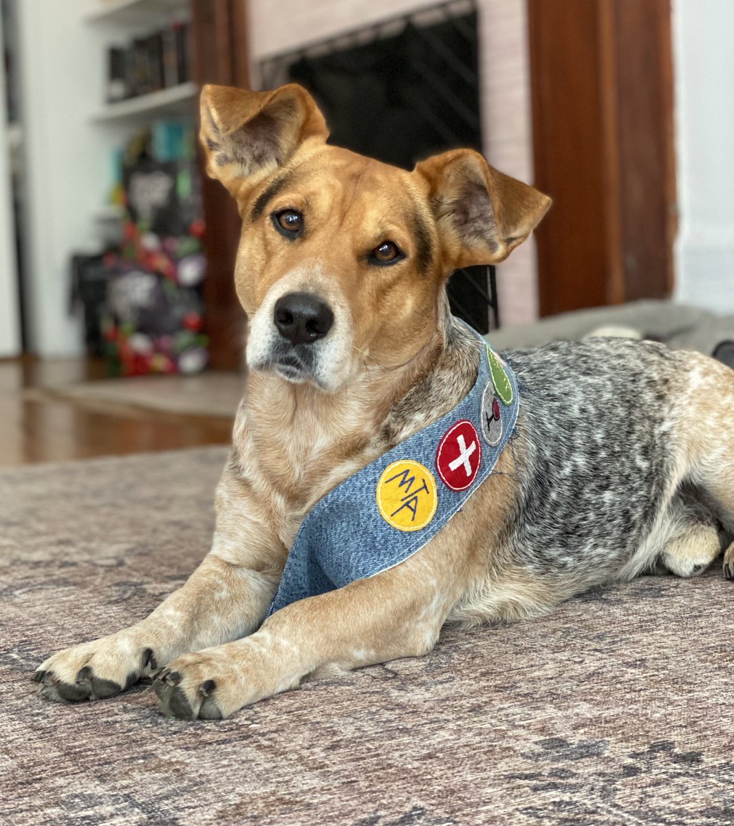 Simon has earned his 5th merit badge. It’s a a metrocard for achievements in respectful subway and bus ridership. Please join me in congratulating him on this stunning achievement as a New Yorker.