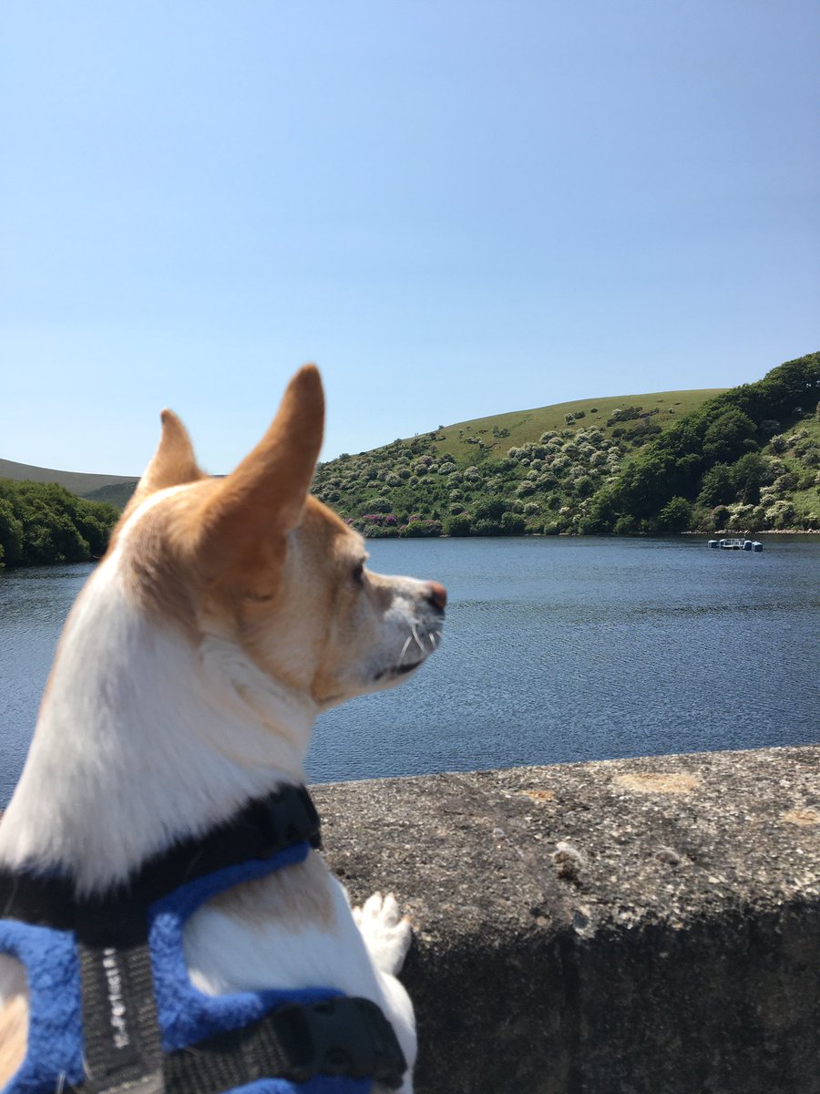 more #Devon pawventures, at #MaldonReservoir - just surveying for swimming 🦦🦦