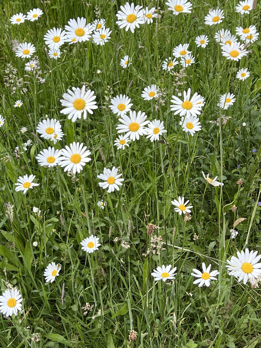 Pieter v Vollenhoven tweet media