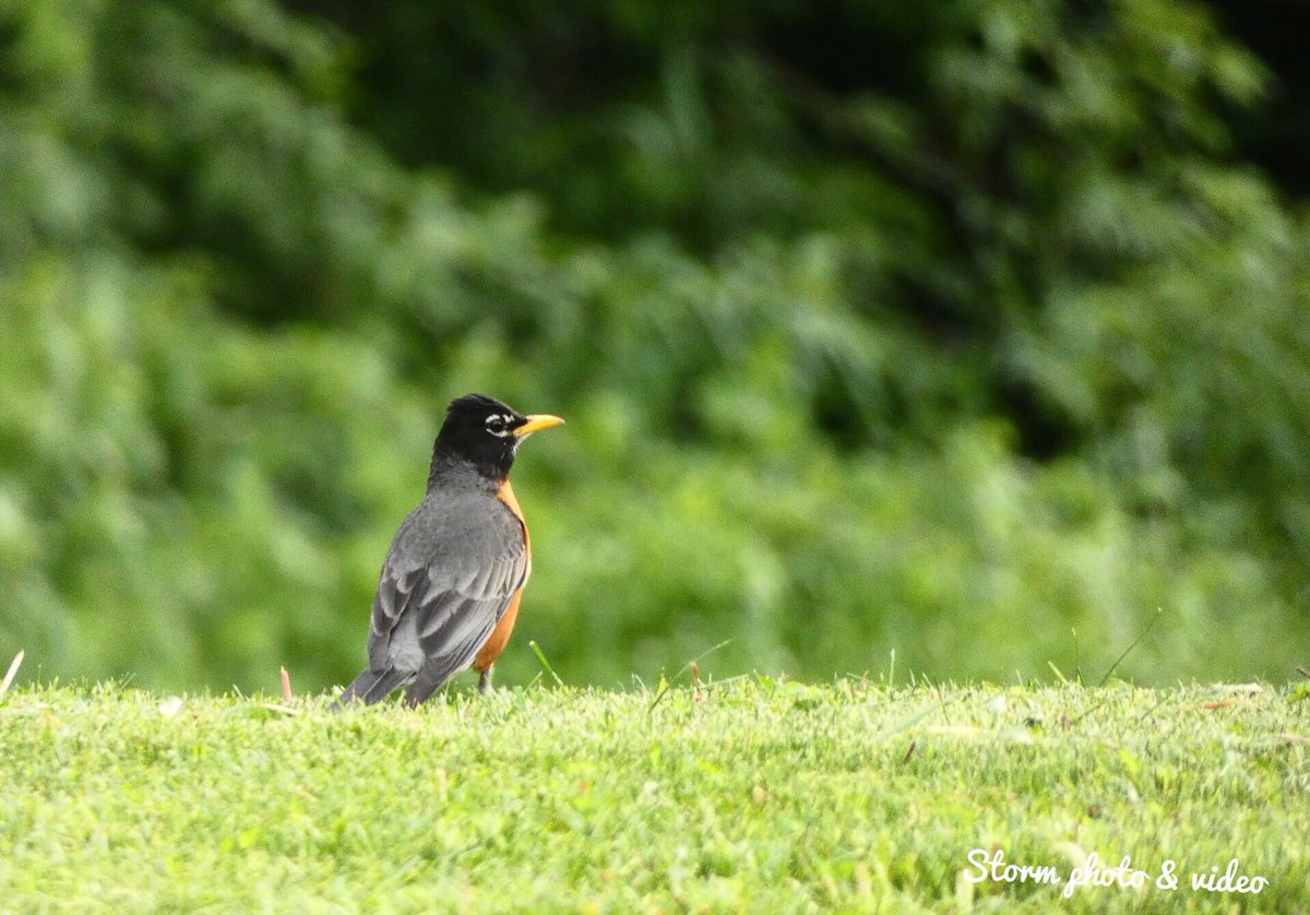 Beautiful picture of robin birds #photooftheday #AnimalLovers #AnimalsOfInstagram 
#BbcEarth
#BestBirdShots #BirdLife
#BirdLovers#WildlifePhotographer
#WildlifePicture
#WildlifePortraits
#WildlifeSeekers