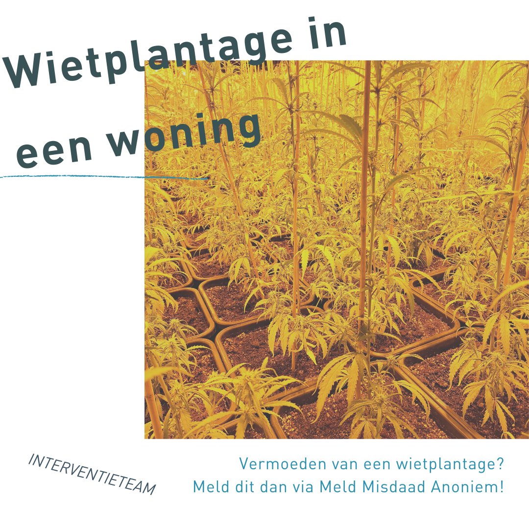 Vandaag hebben we samen met de politie en liander een wietplantage ontdekt. Als gemeente handelen we dit bestuursrechtelijk af. Dit kan bijvoorbeeld een bestuurlijke boete zijn of het sluiten van de woning. Vermoeden van een wietplantage meld dit dan via Meld Misdaad Anoniem!