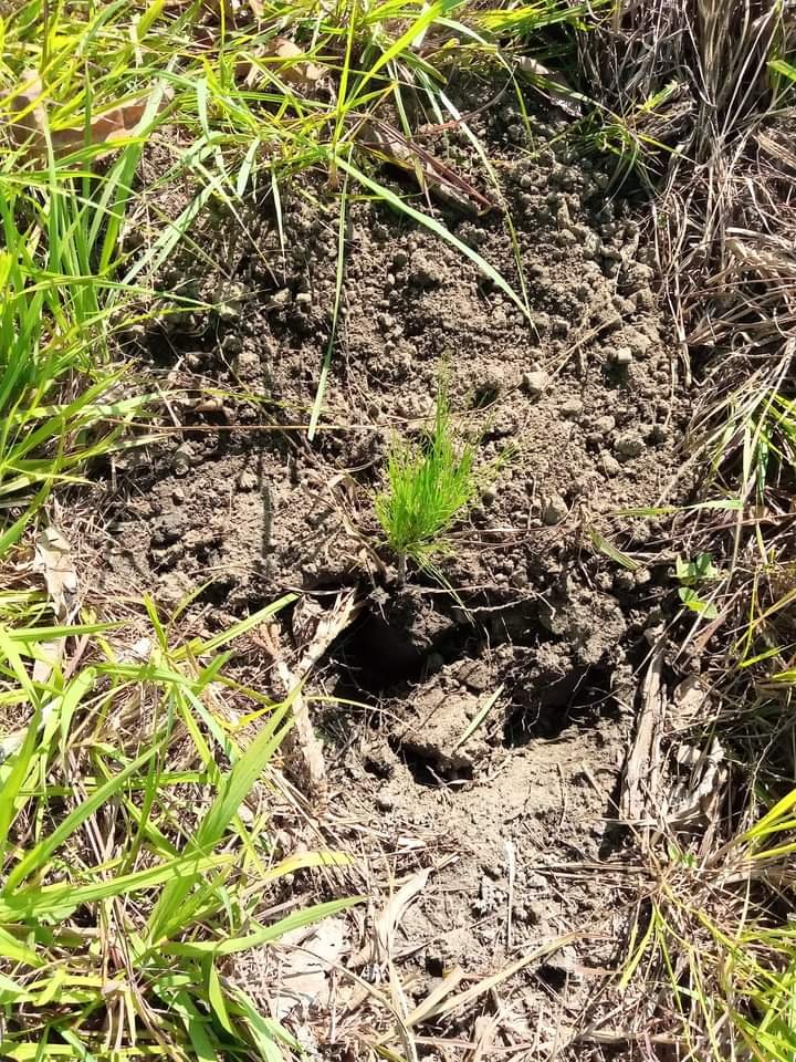 MoreraAdiel's tweet photo. Que mejor que celebrar el día mundial del #MedioAmbiente sembrando árboles para contrarrestar la huella de carbono, en la #IslaDeLaJuventud, #SentirPinero
#PorUn26EnEl24 https://t.co/WMgn96rYFU