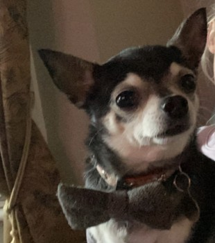 millypod1's tweet photo. 🆘3 JUNE 2023 #Lost PEDRO #Tagged
OLDER Black /White Face &amp; Paws Chihuahua Male
Greying hair due to age.
West Well Lane #Theale #Wedmore #Somerset #BS28 
https://t.co/bueZUARACB https://t.co/6D6mCh9IOv
