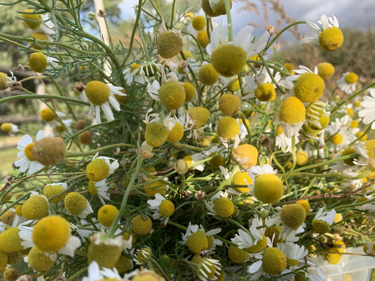 Chamomile is flourishing down on the farm!
Follow us here
linktr.ee/heartsdesirefa…
#Heartsdesirefarm #organicfarm #GoodFood #Cooking #healthy #RawFood #Garlic #Chamomile