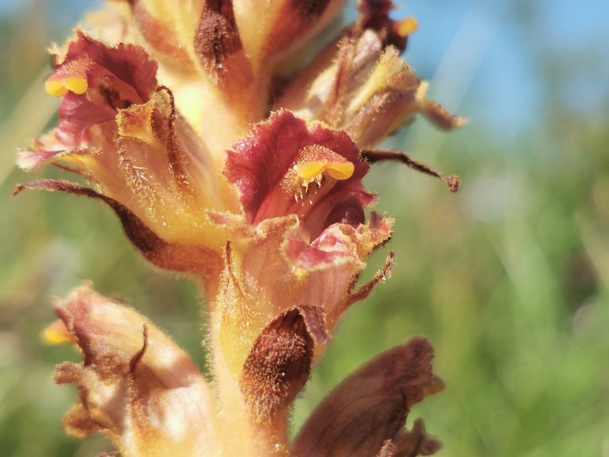 LaBotaniste's tweet photo. Orobanche gracilis. Inside of corolla is red and shiny. Likes Fabaceae.
#wildflowers #botany https://t.co/Ju0iviR0lQ