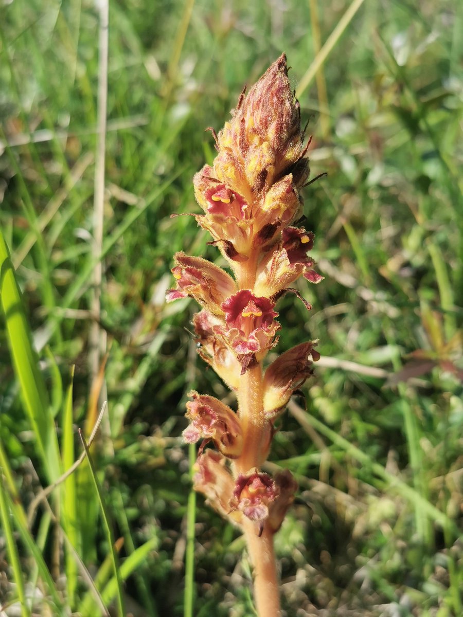 LaBotaniste's tweet photo. Orobanche gracilis. Inside of corolla is red and shiny. Likes Fabaceae.
#wildflowers #botany https://t.co/Ju0iviR0lQ