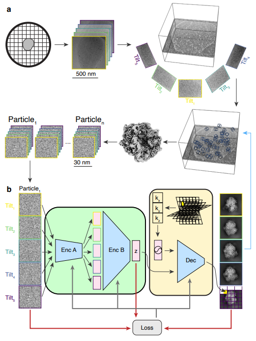jhdavislab's tweet photo. New preprint is live! See how @barrettmpowell conjured #tomoDRGN. Barrett’s heroic effort now gives us one of the key tools needed to visualize structural heterogeneity in cells. Excited for folks to give it a whirl and let us know how it goes. 1/n https://t.co/MCSC9j7SO9