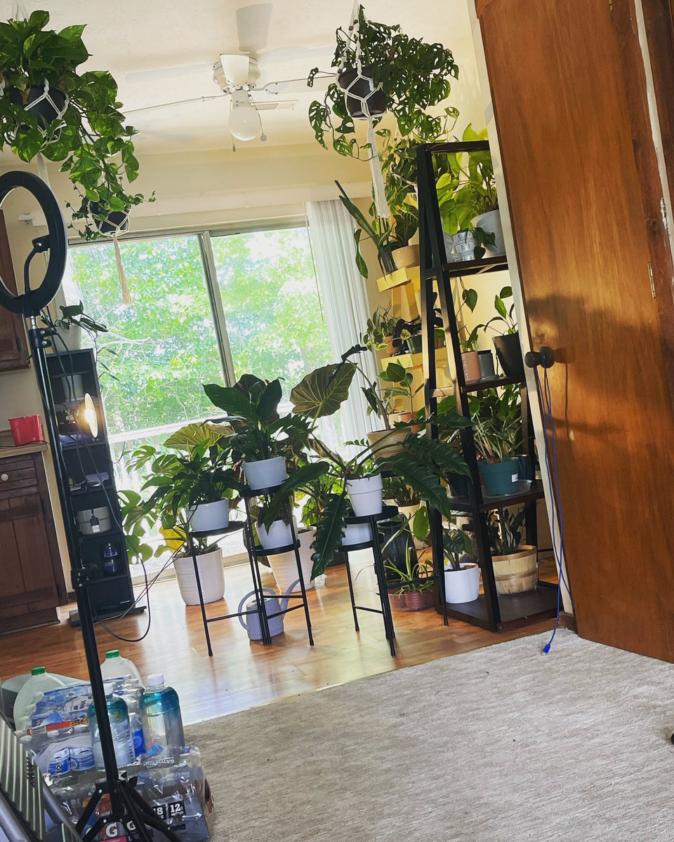 Without a doubt my fav view in my place #plantlover #plantlife #explore #explorepage #plantdad #plantdaddy #plantdaddy🌵 #plantblerd #plantlove