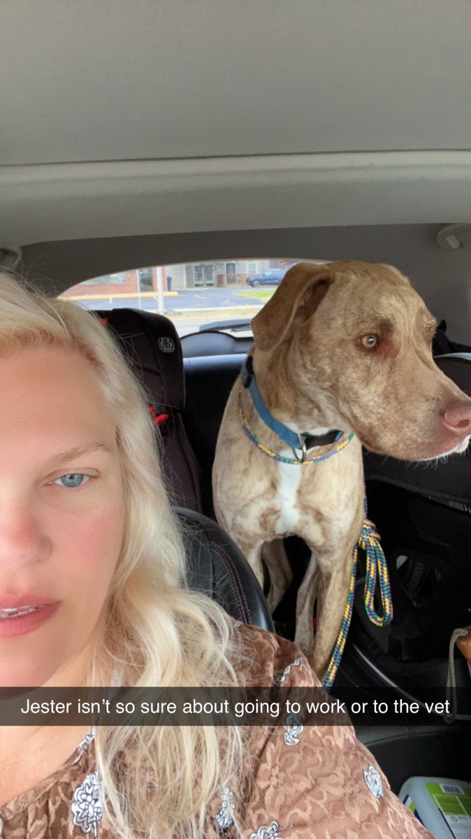 naduah1991's tweet image. I dont think that Jester was into going out today. First to work and then to the vet. 
#brindle #spoileddoggo